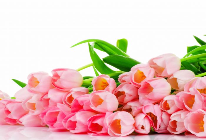 Картинка красивые розовые тюльпаны