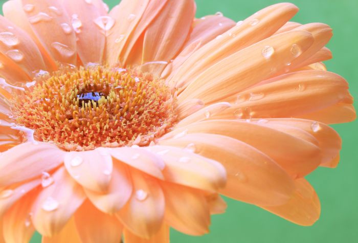 Картинка цветок гербера, макро фото с капельками воды на лепестках