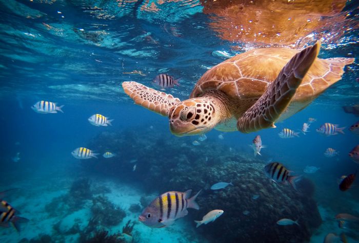 Картинка морская черепаха плавает под водой возле рыб