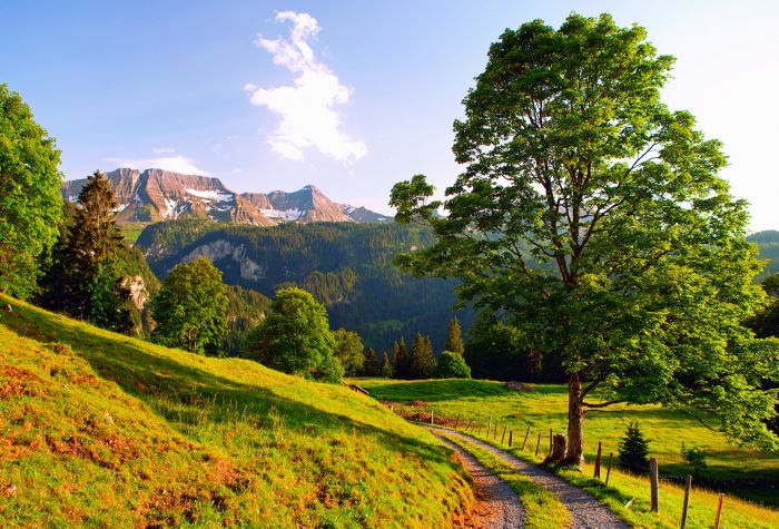Картинка летний пейзаж, зелень, деревья, лес, горы Альпы, Швейцария