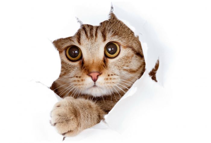 Картинка морда кота смотрит через белую порванную ткань