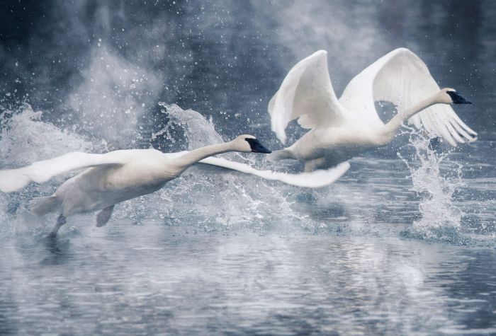 Картинка лебеди взлетают над парящей водой