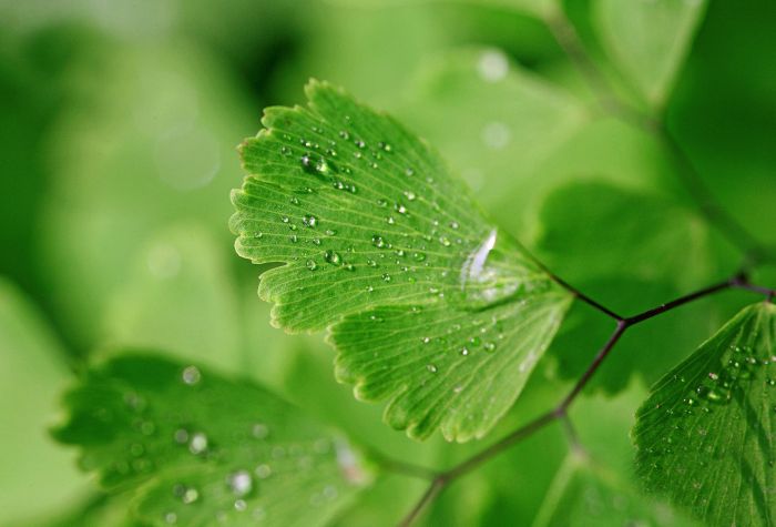 Картинка мокрые зеленые листья с капельками воды