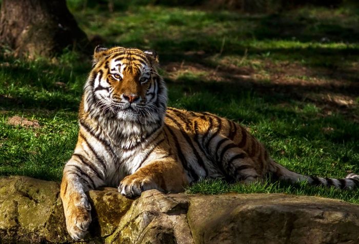Картинка большой хищник, тигр лежит на зеленой траве
