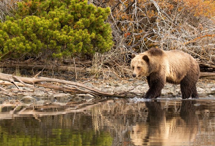 Картинка медведь на берегу реки