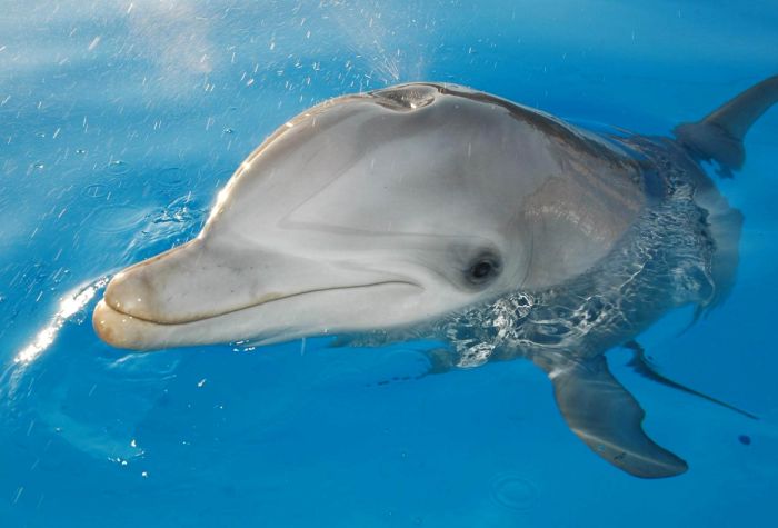 Картинка дельфин на поверхности воды