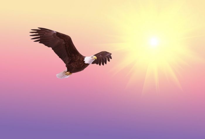 Картинка орел, птица, солнце в небе