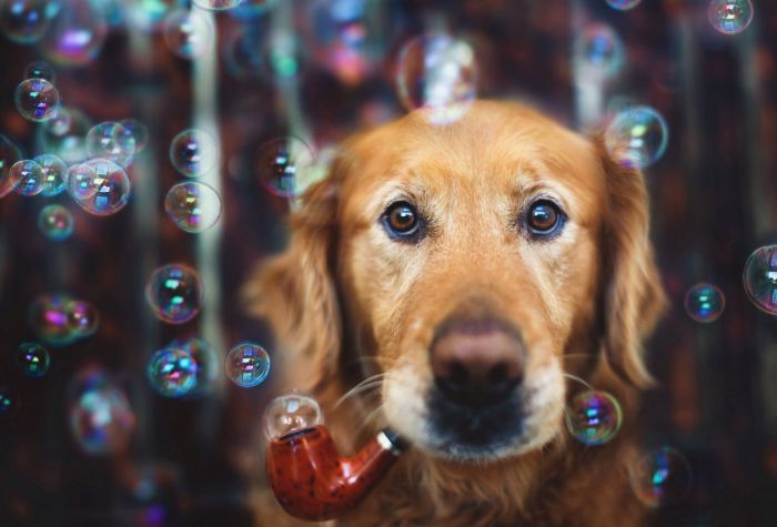 Картинка прикольная собака пускает мыльные пузыри