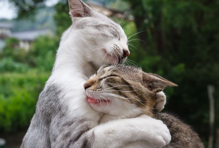Картинка прикольные коты обнимаются