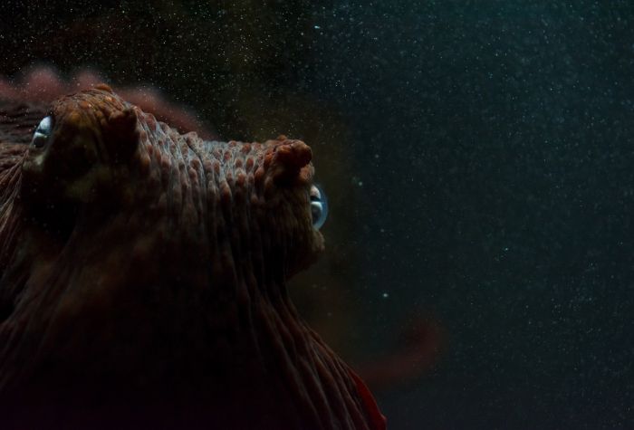 Картинка морда осьминога под водой