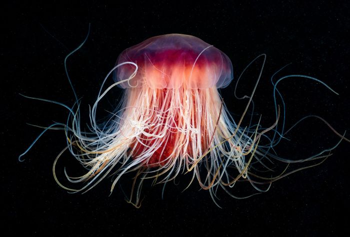 Картинка светящаяся медуза с щупальцами