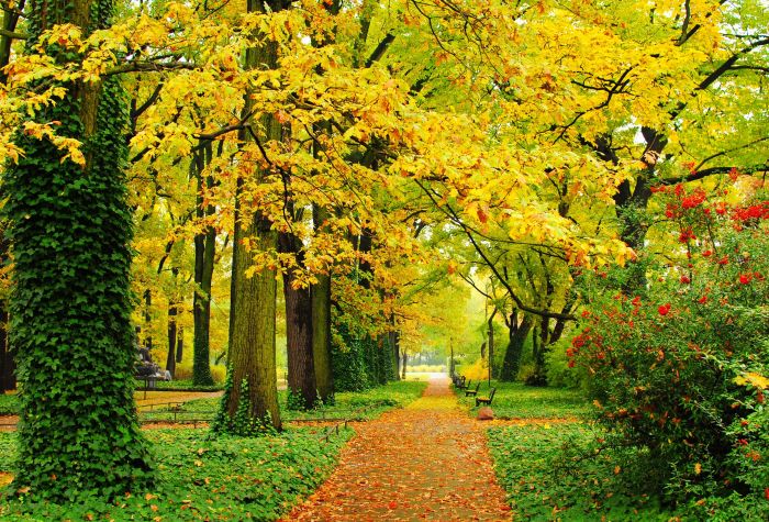 Картинка красивая ранняя осень в парке, деревья, трава, листва