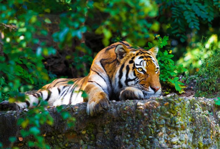 Картинка зеленые листья, природа, тигр лежит на камне