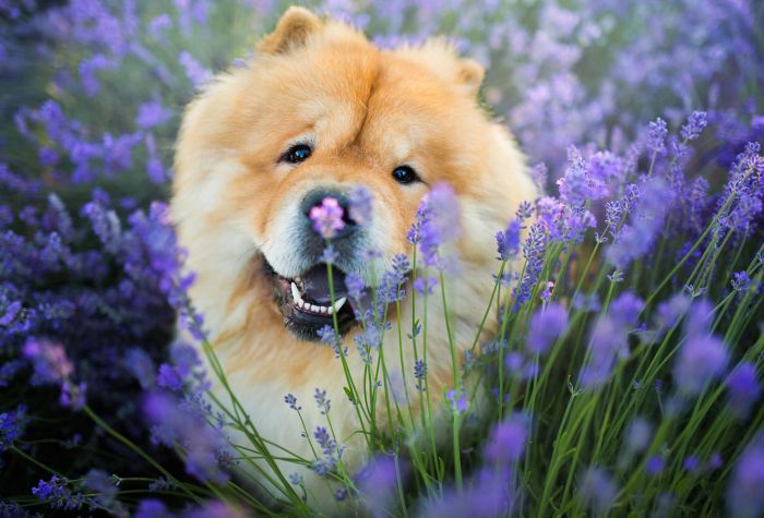 Картинка Чау-Чау собака среди цветов в лавандовом поле
