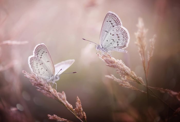 Картинка две бабочки сидят на растениях