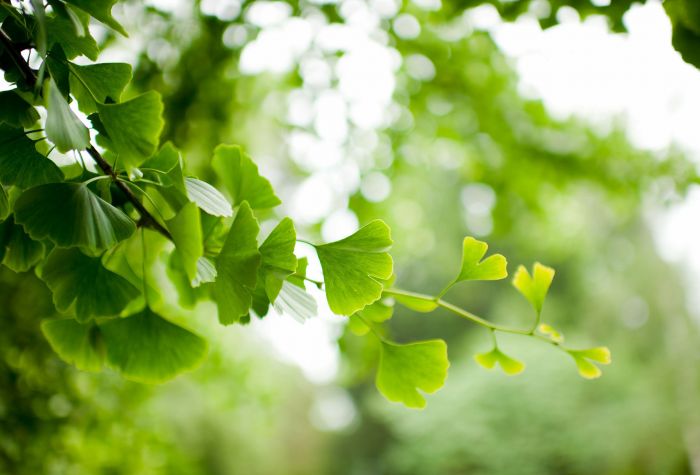 Картинка зеленая листва на ветке дерева Гинкго на фоне боке