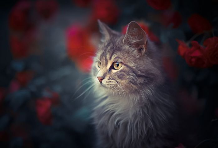 Картинка красивая кошка пепельного цвета на размытом фоне цветов