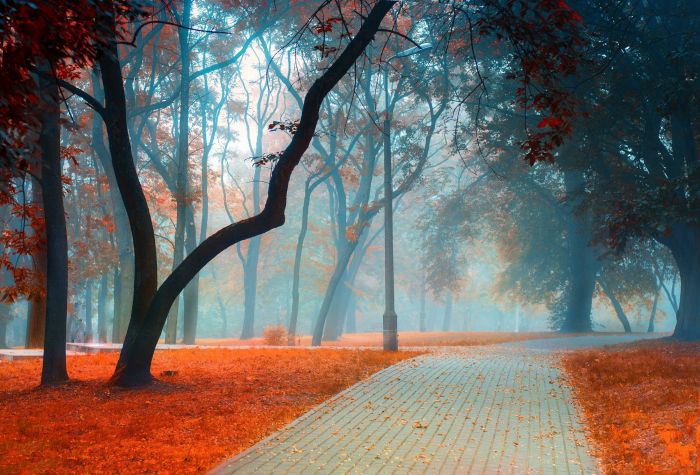 Картинка осенний парк, опавшие листья, туман