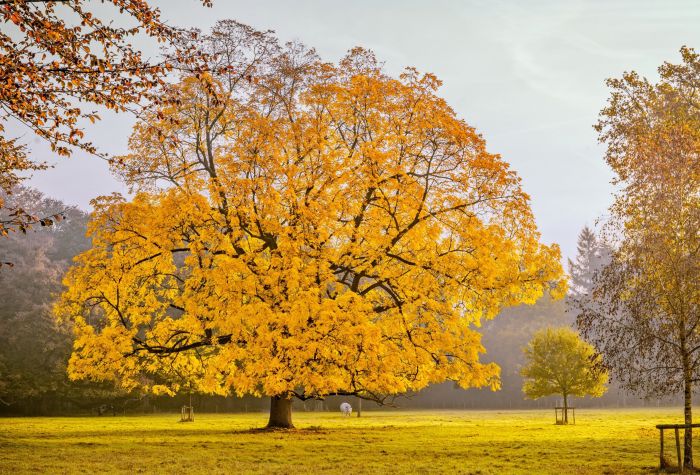 Картинка настоящая осень, желтые деревья, красивы пейзаж