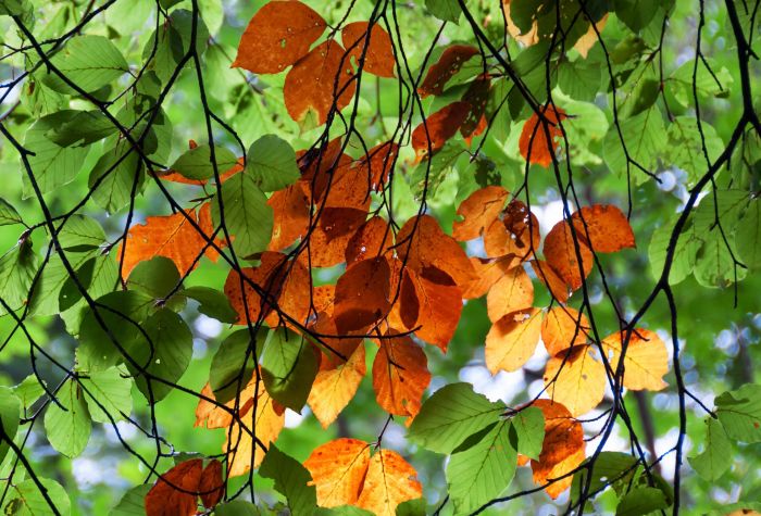 Картинка листья березы лето-осень