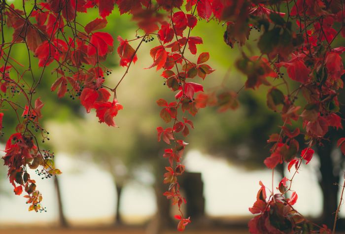 Картинка багряные листья винограда