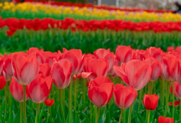 Картинка аллея красных тюльпанов, красивые цветы весной