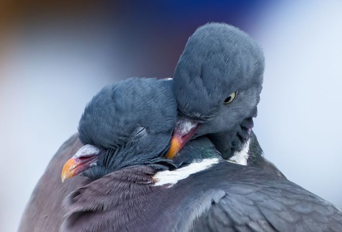 Картинка два влюбленных голубя греют друг друга