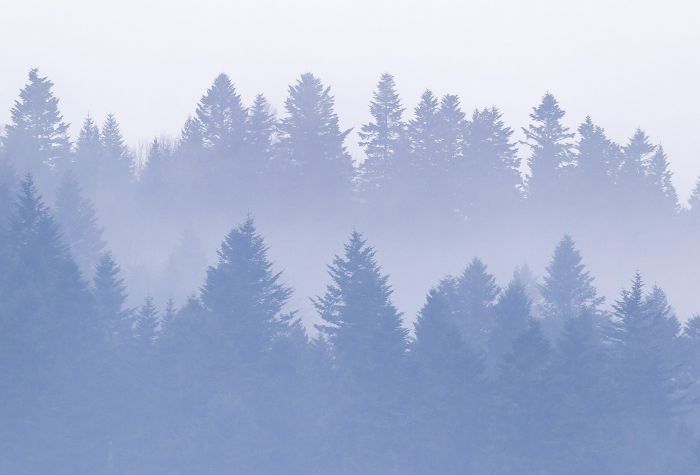 Картинка лес в тумане фото пейзажа природы