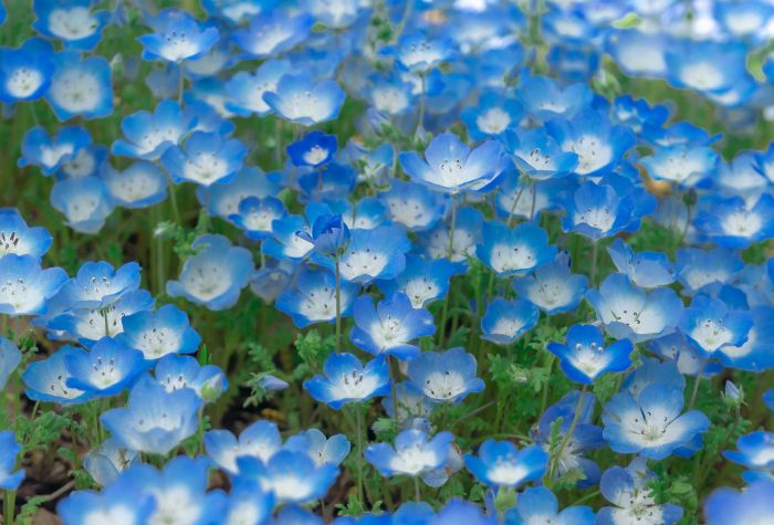 Картинка красивые бело-голубые цветы немофилы, поляна весенних цветов