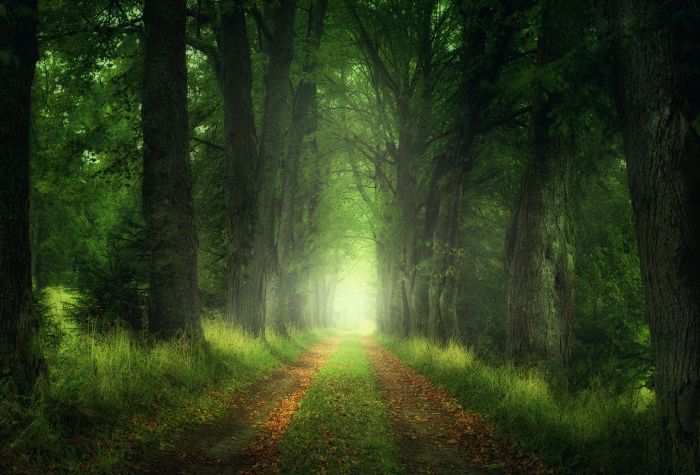 Картинка дорога в густом дремучем лесу