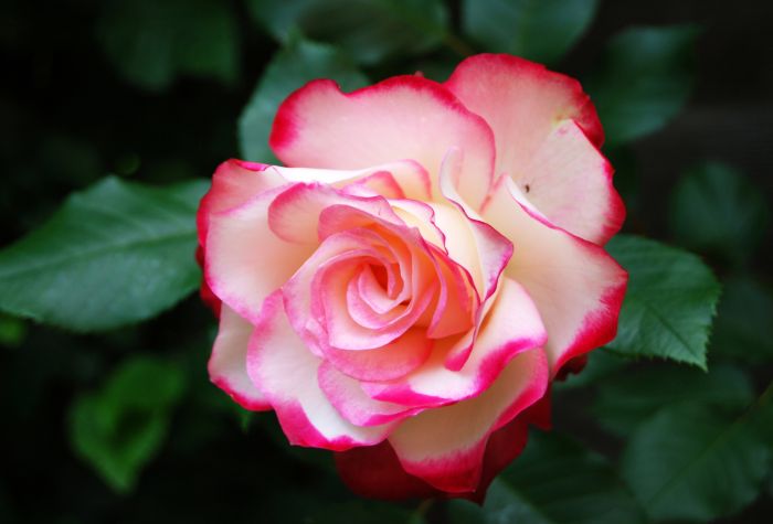 Картинка роза, бутон розового цветка, макро фото