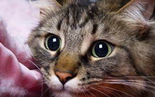 красивая мордочка кота с большими глазами