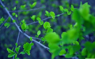ветки с весенними растущими зелеными листьям