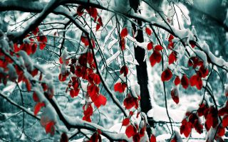 снег на ветке с красными листьями