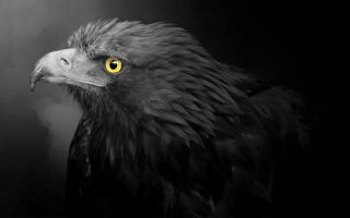 большой золотой орел черно-белое фото
