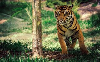 тигр в дикой природе