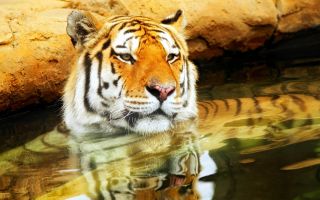 тигр сидит в воде