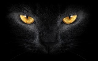 морда черной кошки с яркими глазами