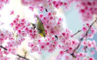 расцветающие ветки сакуры и птичка японская белоглазка