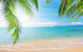 пляж, отдых, лето, на берегу океана, ветки пальмы