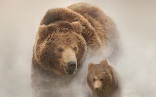 большой бурый медведь и маленький медвежонок в тумане