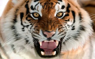 морда разъяренного тигра
