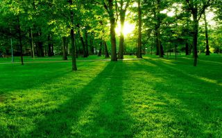 зеленый летний парк, деревья, трава, светит солнце