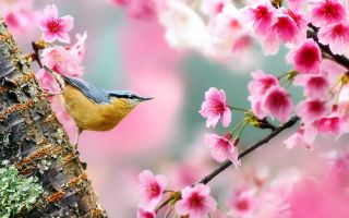 сакура весеннее цветение и птичка на ветке