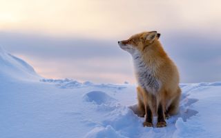 лиса сидит на снежных сугробах