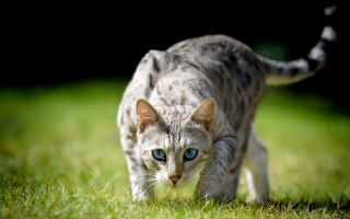 кошка, голубые глаза, зеленая трава