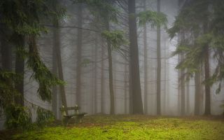 мрачный зеленый лес окутанный туманом, высокие деревья
