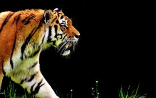 тигр шагает по траве, хищник, животное, черный фон