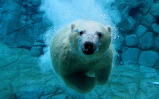 белый медведь плывет под водой