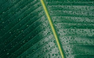 капли росы на большом зеленом листе, макро фото